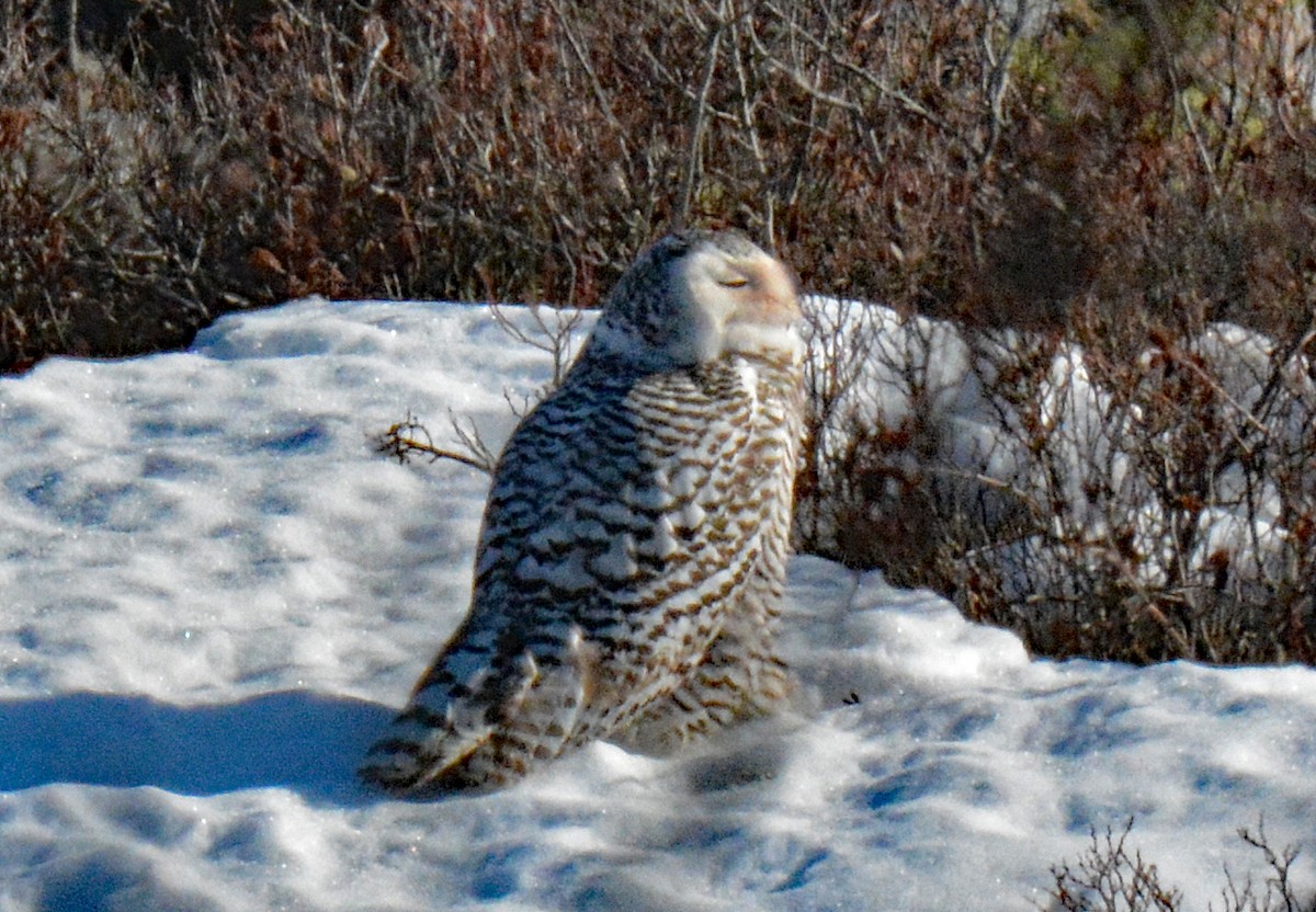 Snowy Owl - ML614742318