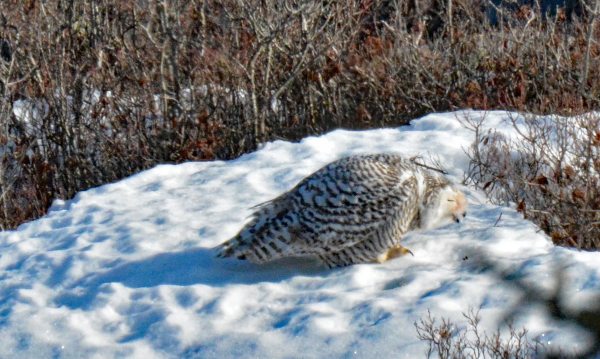 Snowy Owl - ML614742319