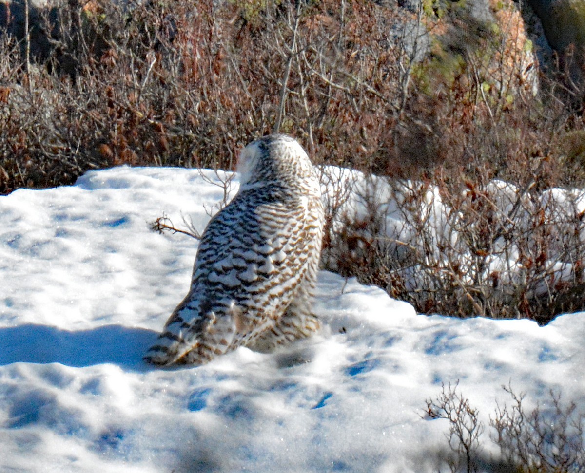 Snowy Owl - ML614742320