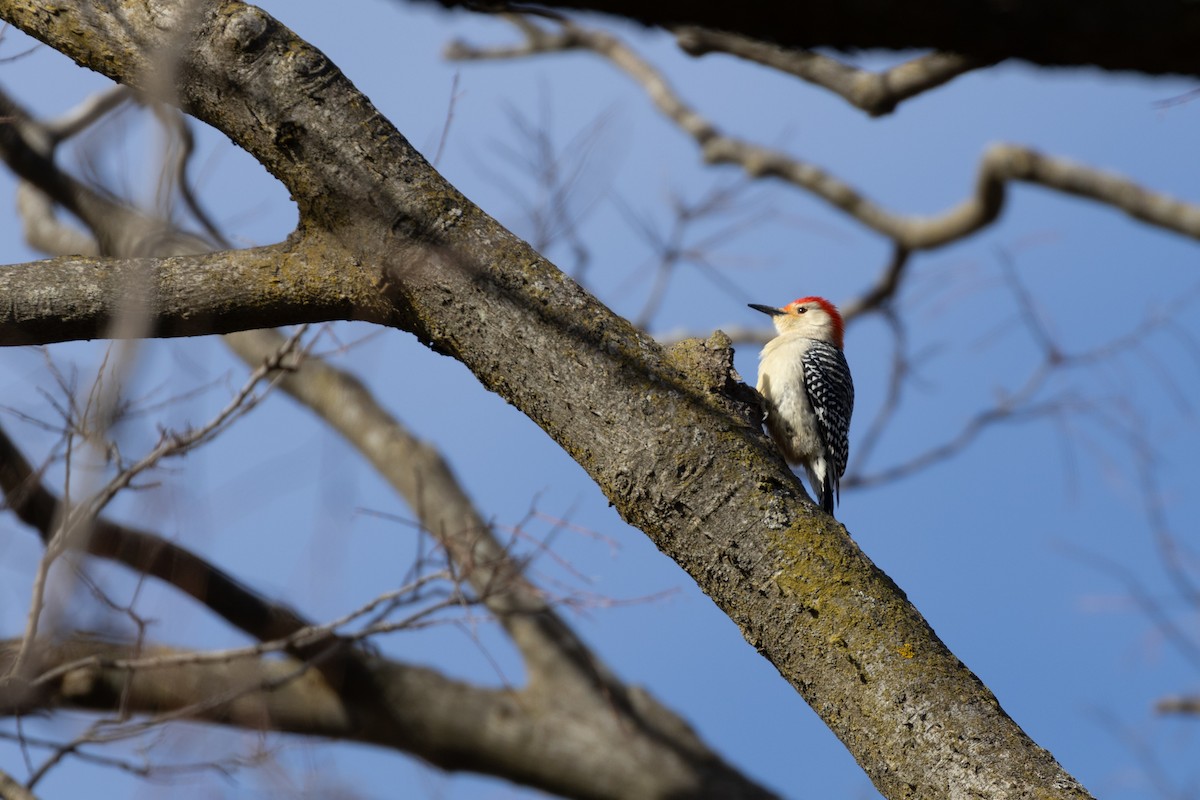 Red-bellied Woodpecker - ML614742528