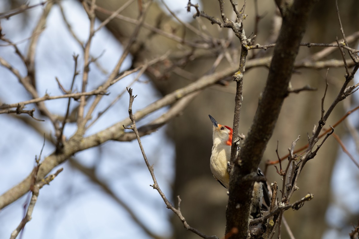 Red-bellied Woodpecker - ML614742535