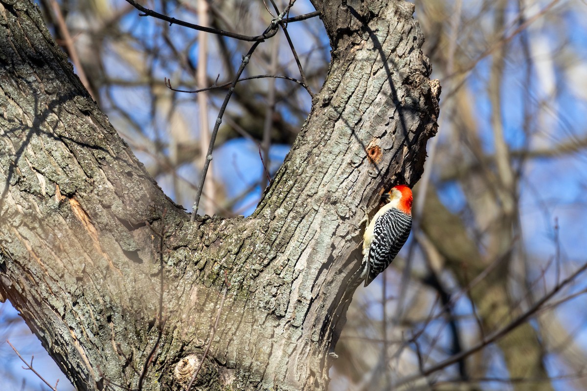 Red-bellied Woodpecker - ML614742536