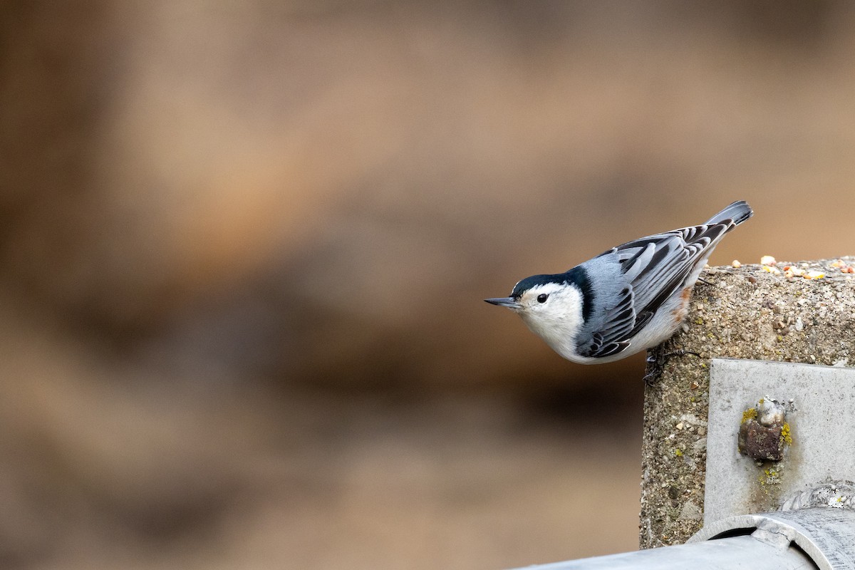 White-breasted Nuthatch - ML614742538