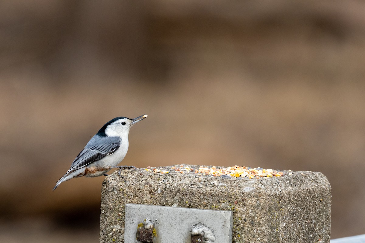 White-breasted Nuthatch - ML614742539