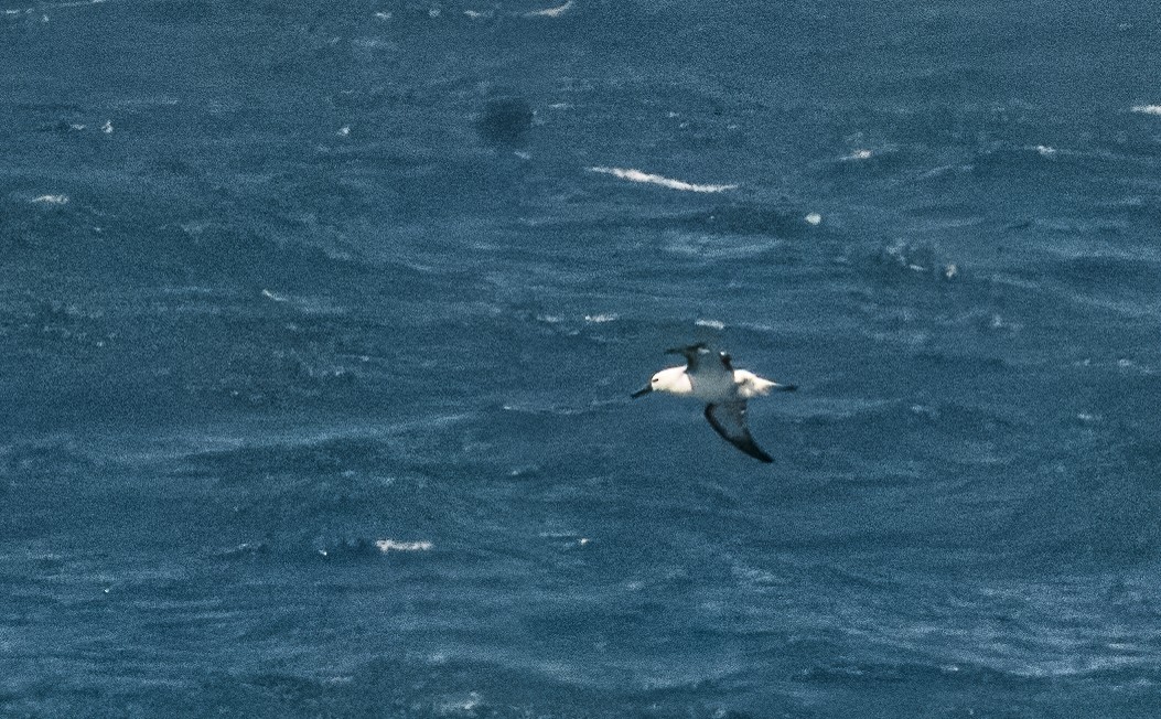 Atlantic Yellow-nosed Albatross - ML614742818