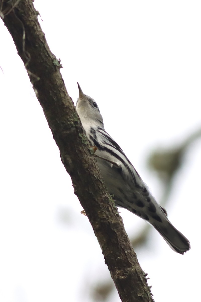 Black-and-white Warbler - ML614742844