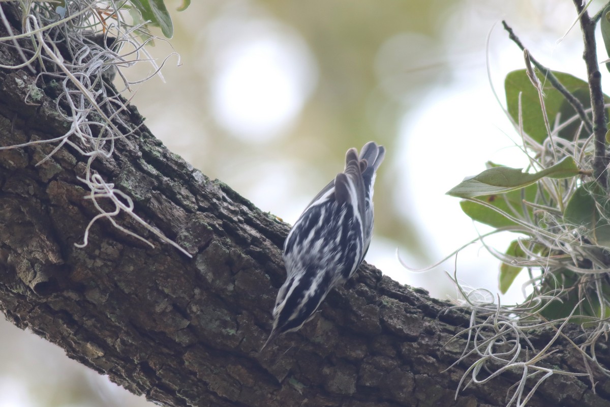 Black-and-white Warbler - ML614742845