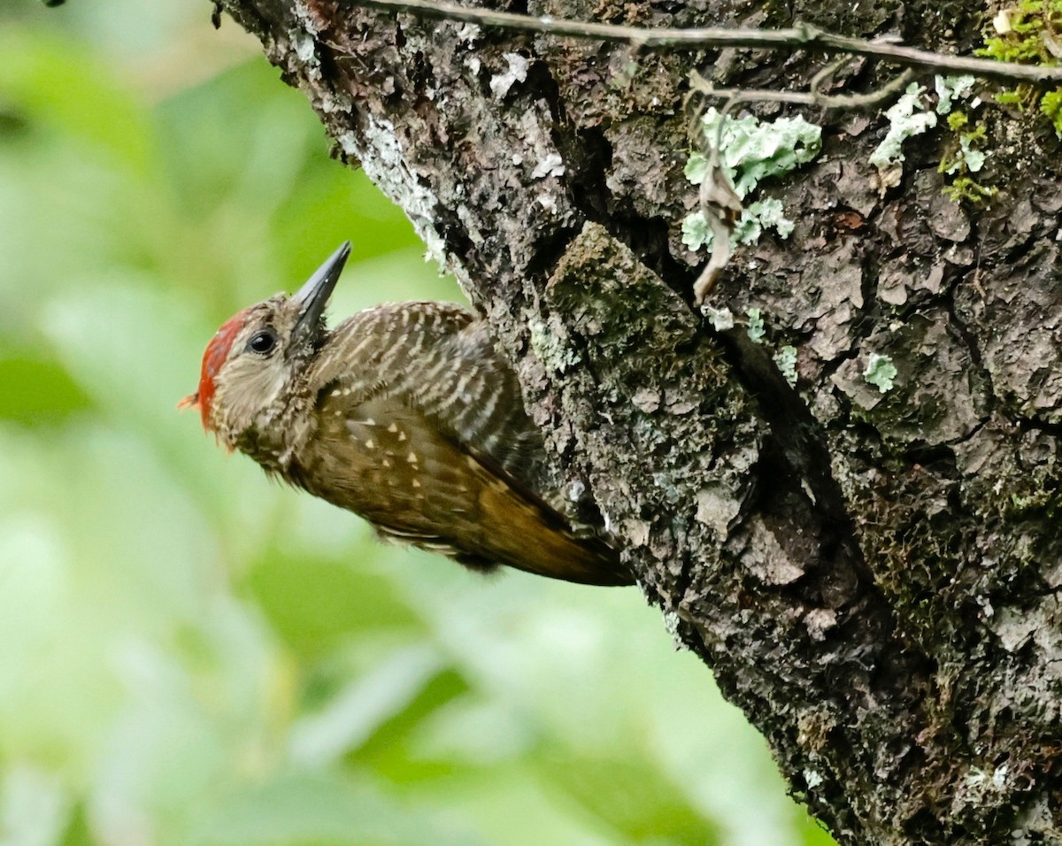 Dot-fronted Woodpecker - ML614742846