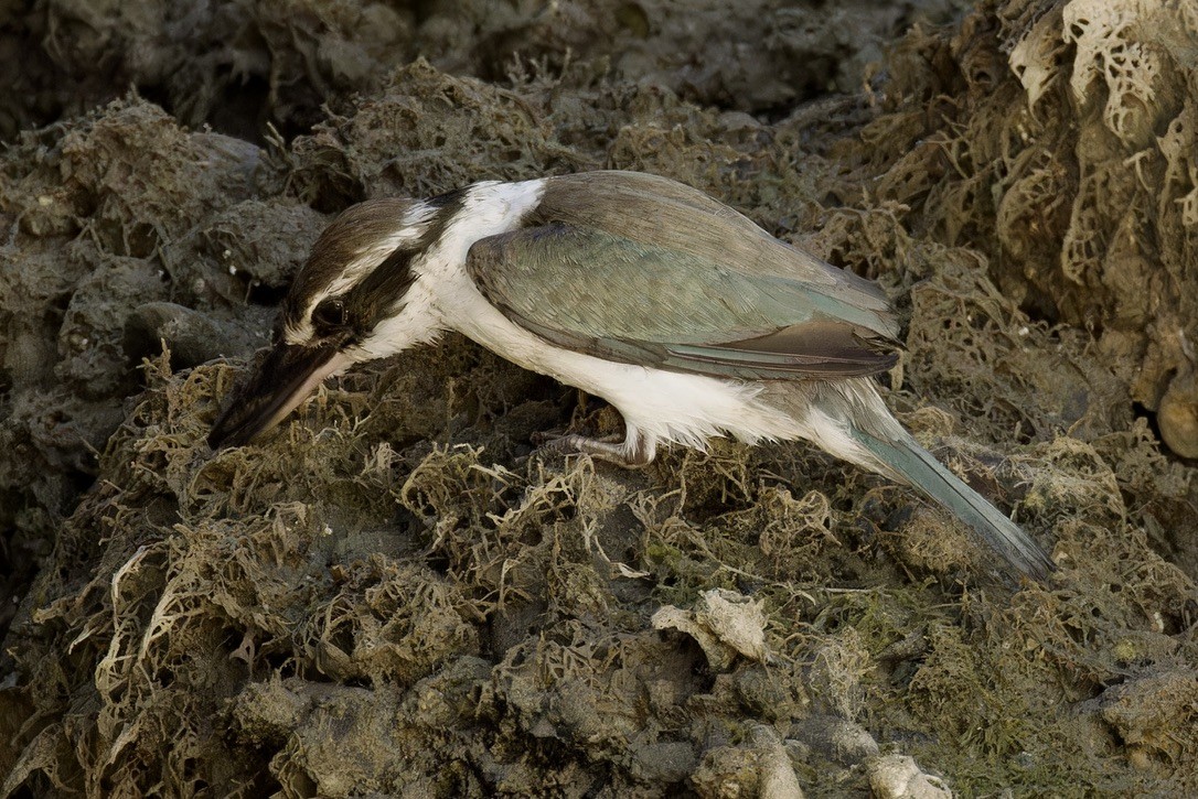 Collared Kingfisher (Arabian) - ML614742967