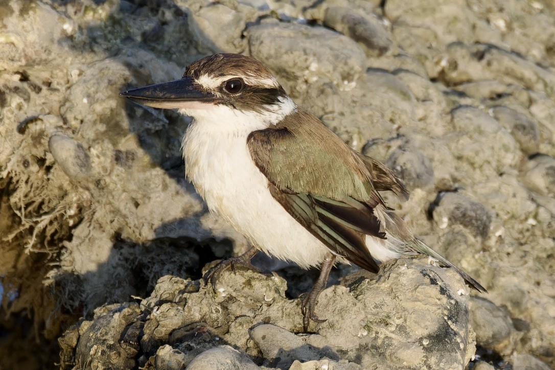 Collared Kingfisher (Arabian) - Ted Burkett