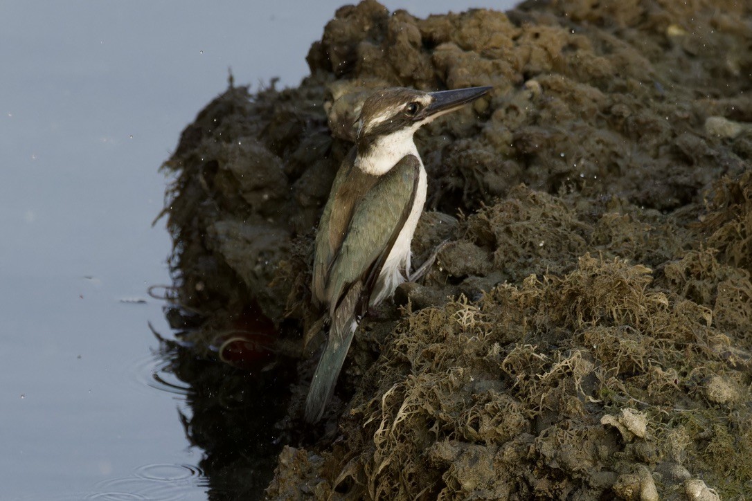 Collared Kingfisher (Arabian) - ML614742971