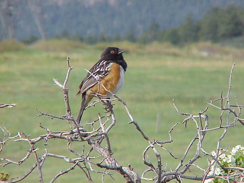 Spotted Towhee - ML614743004