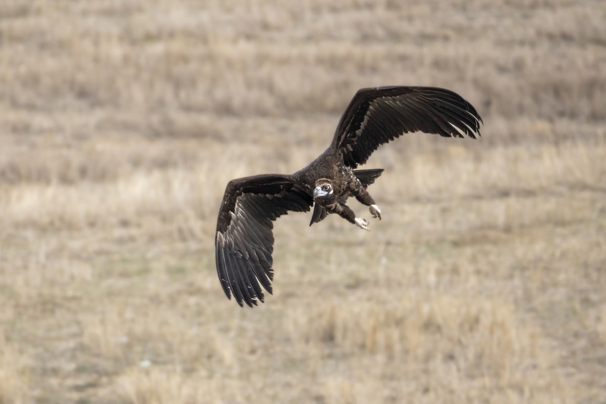 Cinereous Vulture - ML614743304