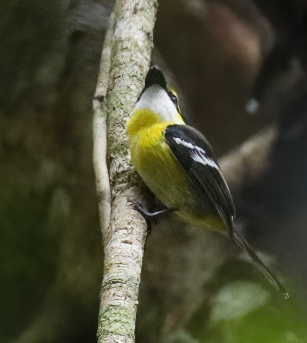 Yellow-breasted Boatbill - ML614743451