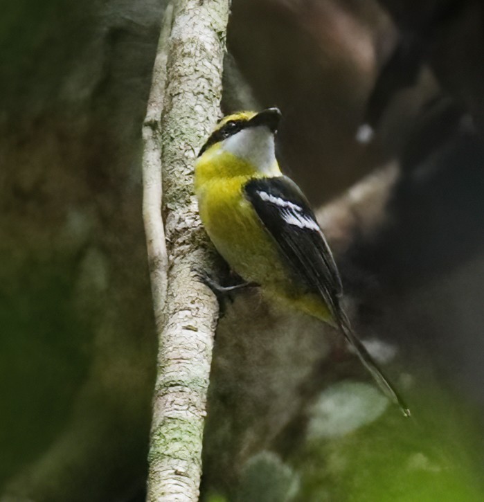 Yellow-breasted Boatbill - ML614743452