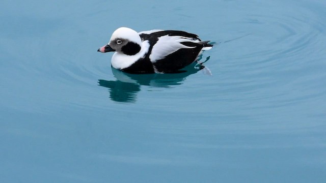 Long-tailed Duck - ML614743615