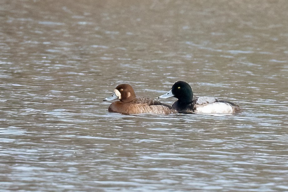 Greater Scaup - ML614743849