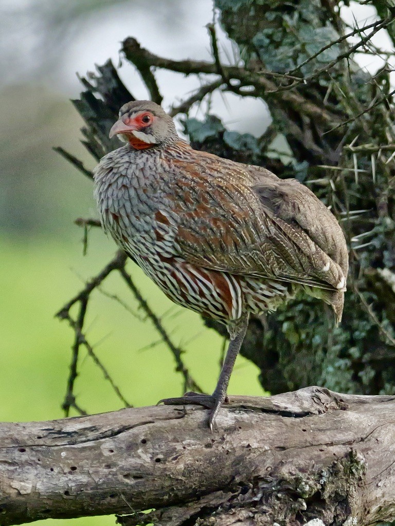 Gray-breasted Spurfowl - ML614743941