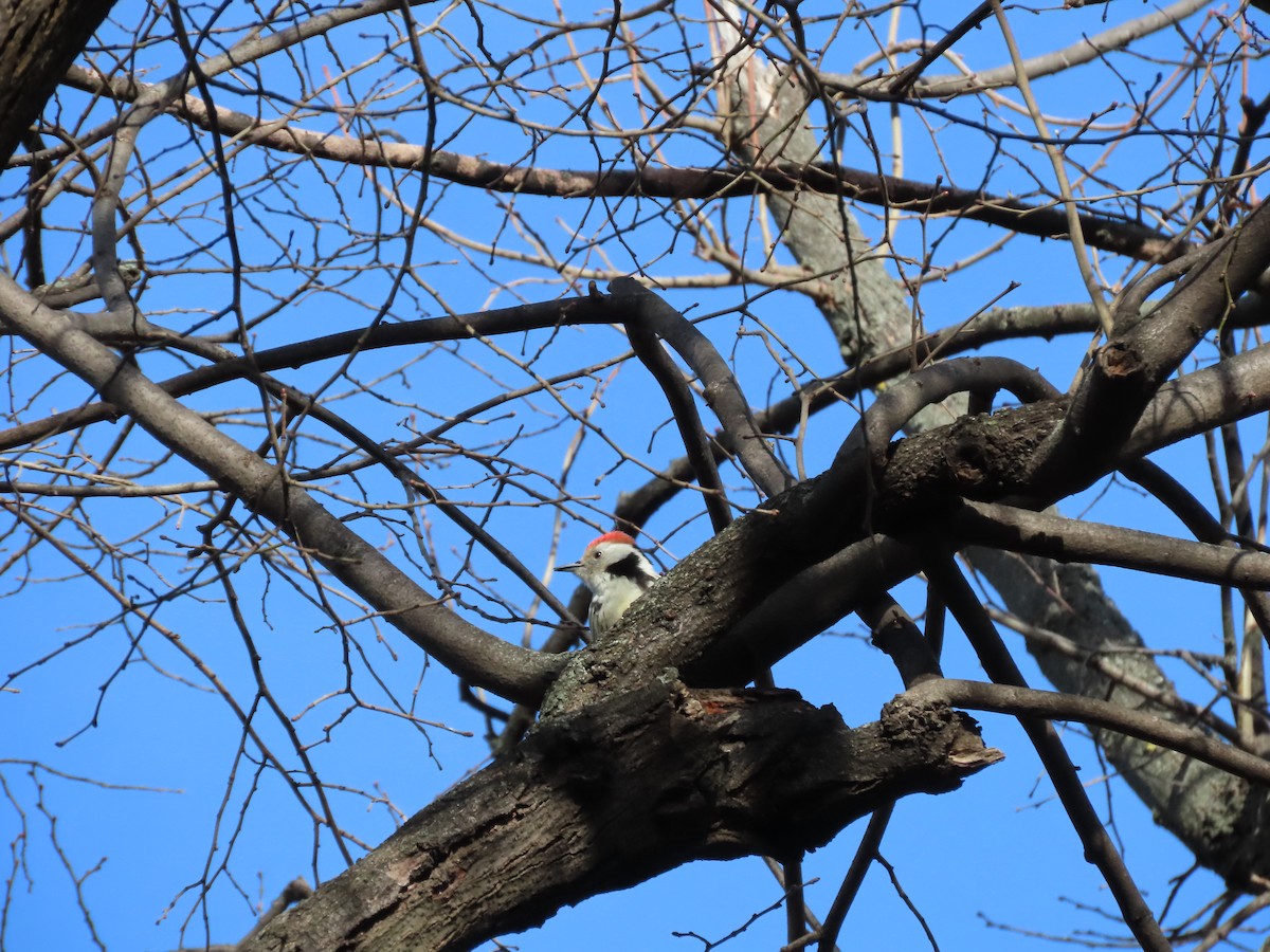 Middle Spotted Woodpecker - Jack Noordhuizen