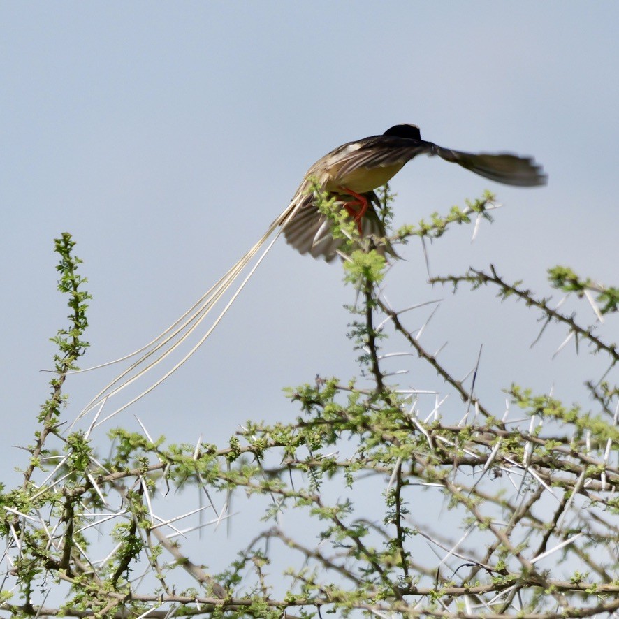 Straw-tailed Whydah - ML614744034