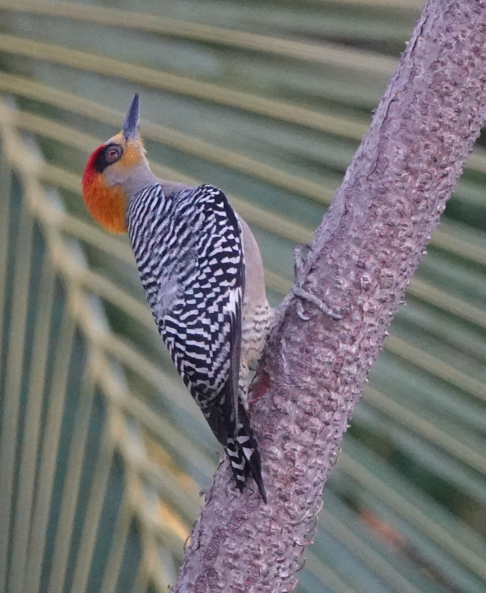 Golden-cheeked Woodpecker - Martin Pitt