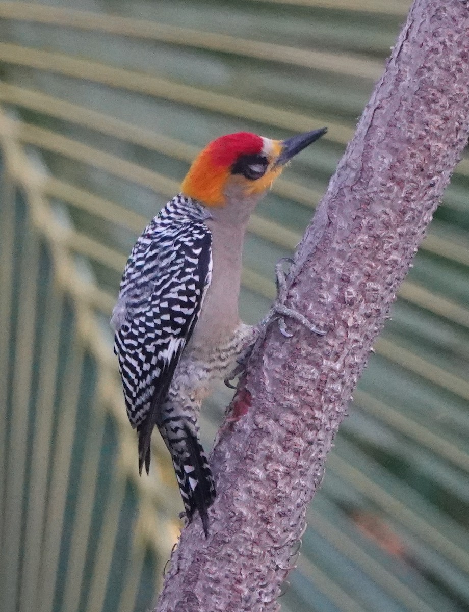 Golden-cheeked Woodpecker - ML614744040