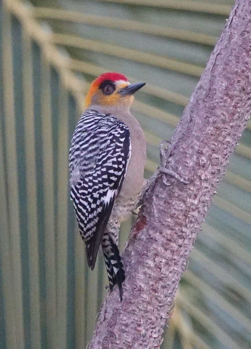 Golden-cheeked Woodpecker - Martin Pitt