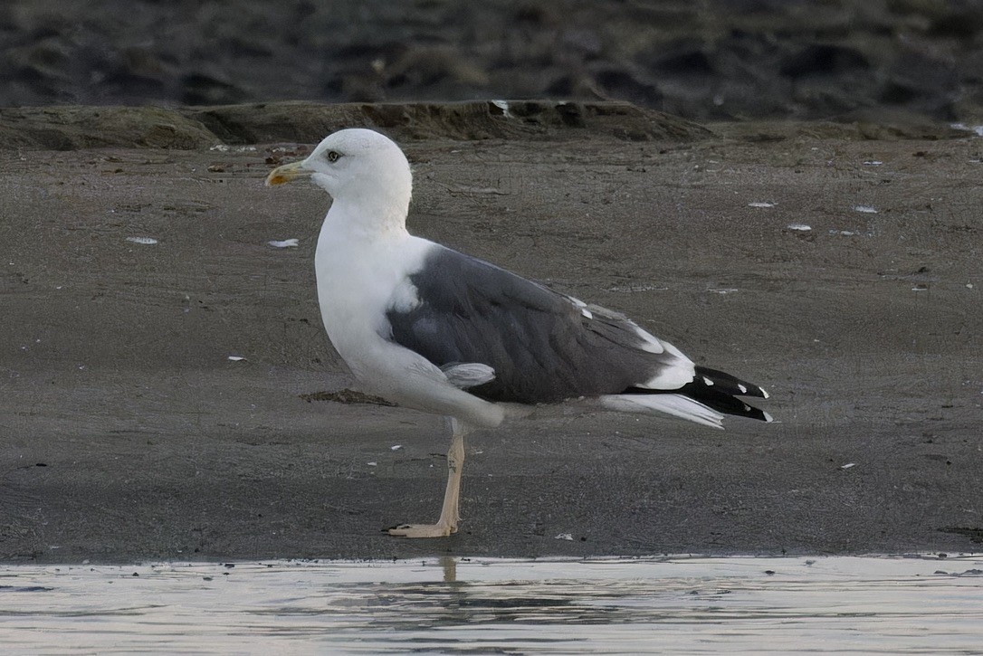 Lesser Black-backed Gull - ML614744049