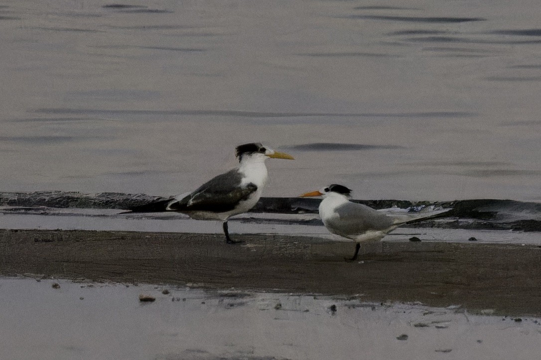 Great Crested Tern - ML614744066