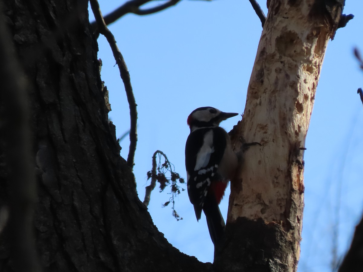 Great Spotted Woodpecker (Great Spotted) - ML614744127