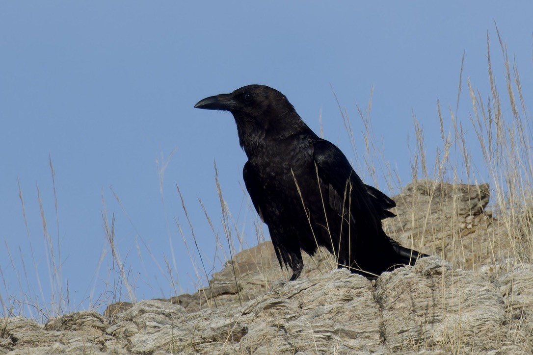 Brown-necked Raven - ML614744189