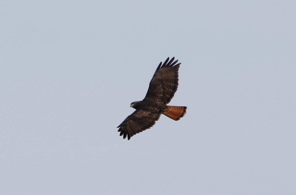 Red-tailed Hawk - ML614744504