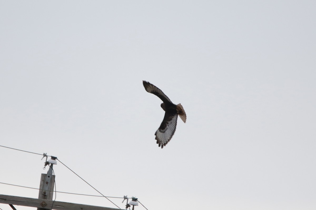 Red-tailed Hawk - ML614744512