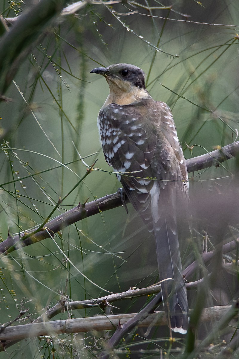 Great Spotted Cuckoo - ML614744544