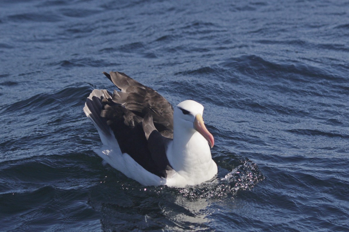 Чернобровый альбатрос - ML614744607