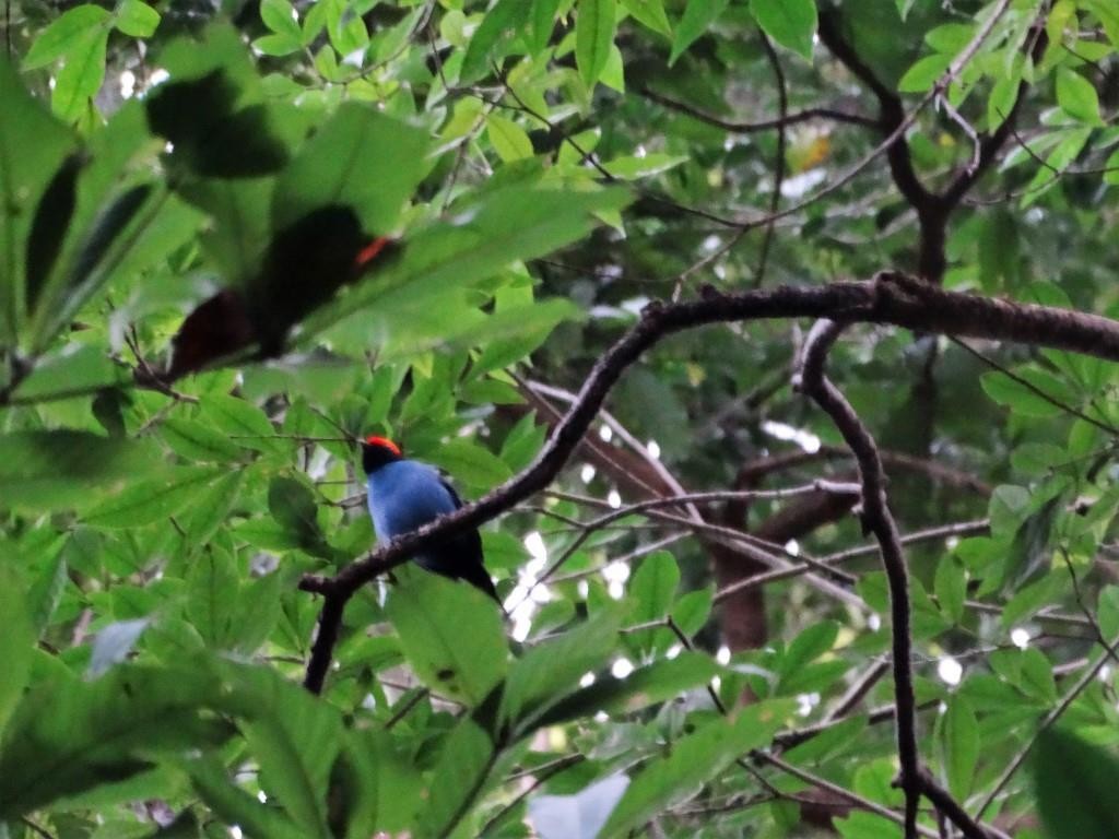Swallow-tailed Manakin - Helbert Noventa