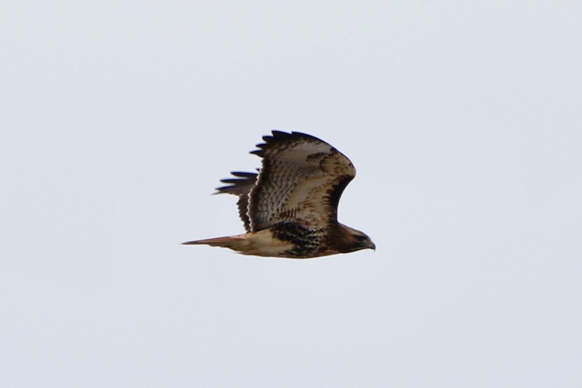 Red-tailed Hawk - ML614744822