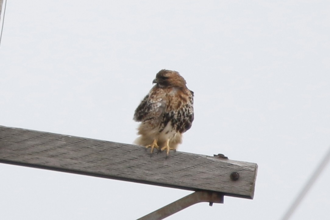 Red-tailed Hawk - ML614744823