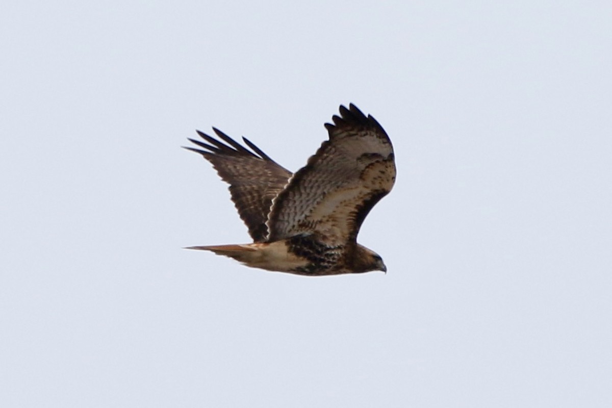 Red-tailed Hawk - ML614744824
