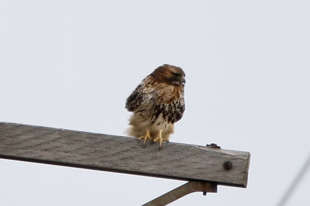 Red-tailed Hawk - ML614744825