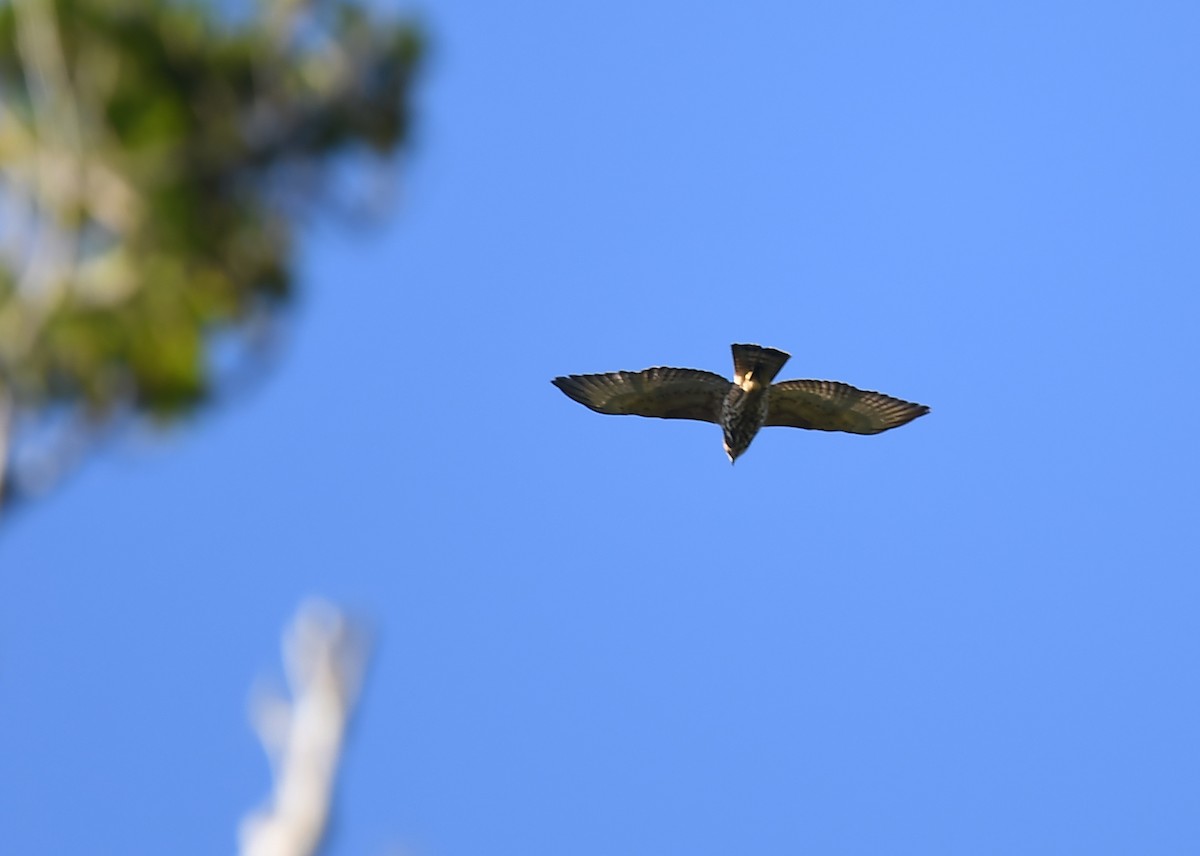 Broad-winged Hawk (Caribbean) - ML614744961