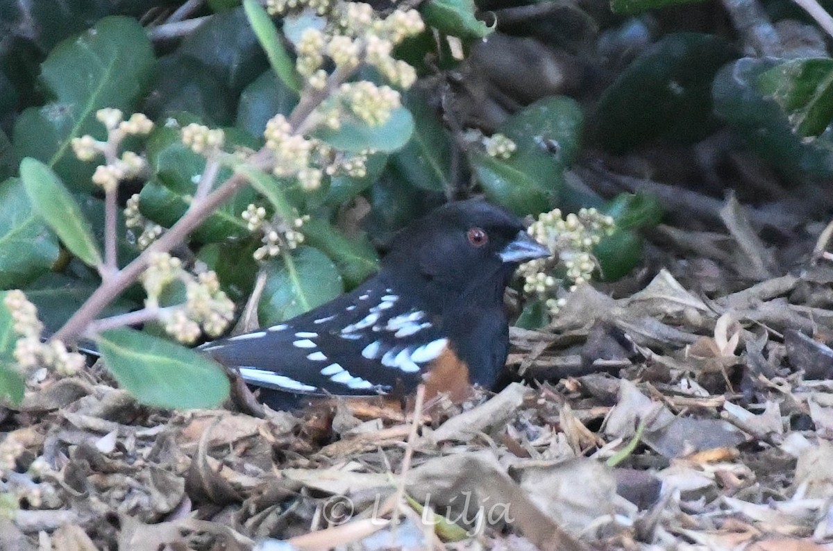 Spotted Towhee - ML614745025