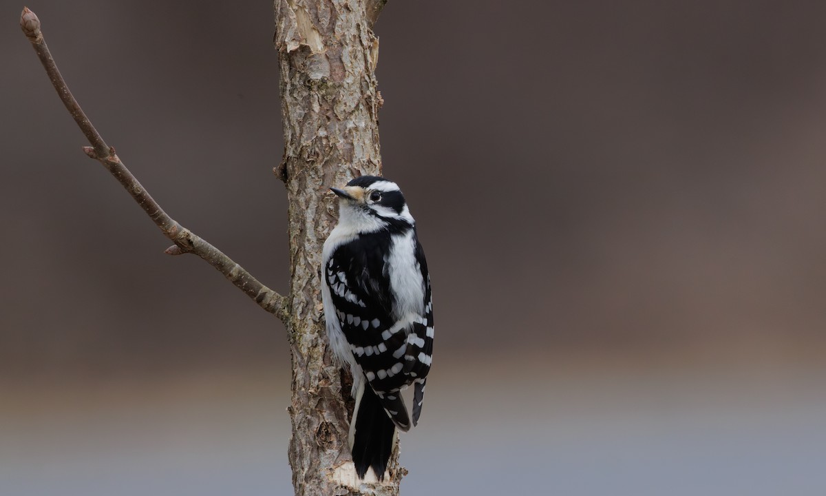 Downy Woodpecker (Eastern) - ML614745223