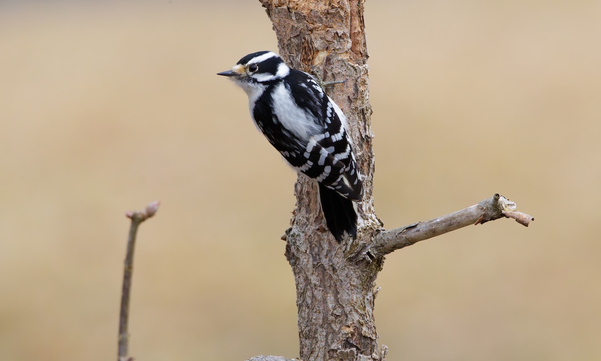 Downy Woodpecker (Eastern) - ML614745224
