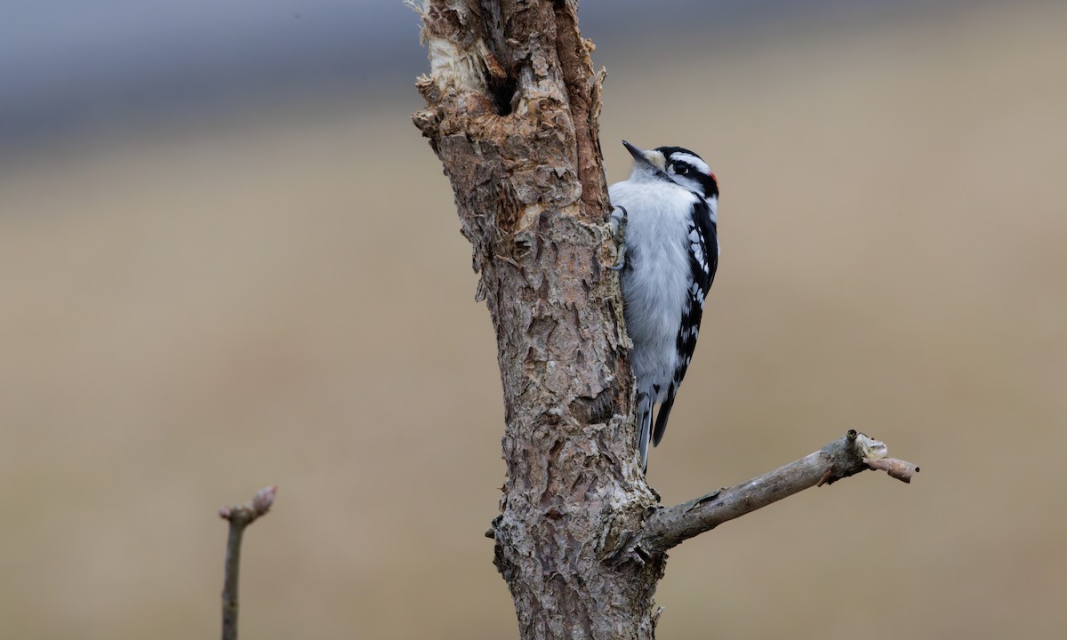 Downy Woodpecker (Eastern) - ML614745225