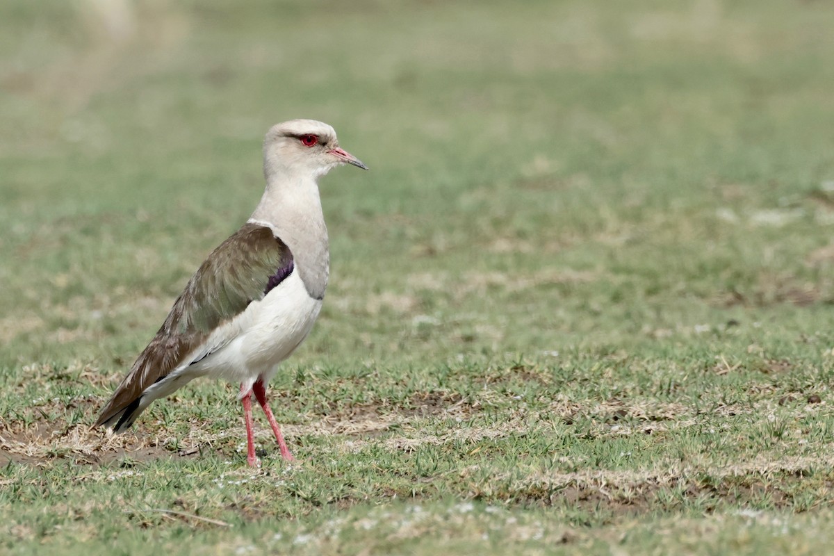 Andean Lapwing - ML614745282