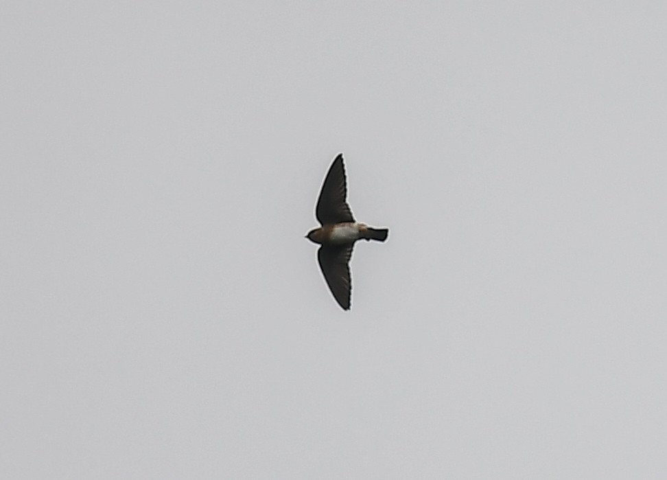 Cave Swallow (Caribbean) - ML614745316