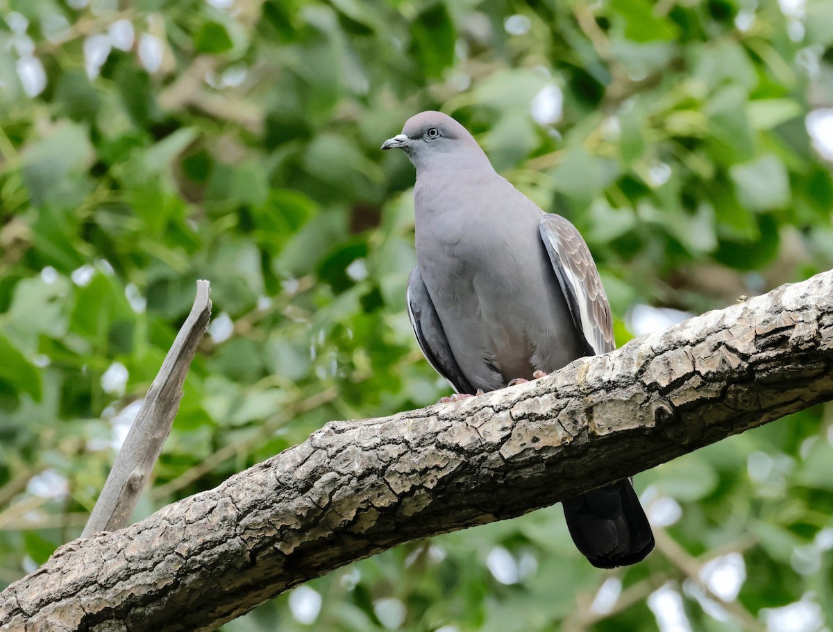 Spot-winged Pigeon (albipennis) - ML614745406