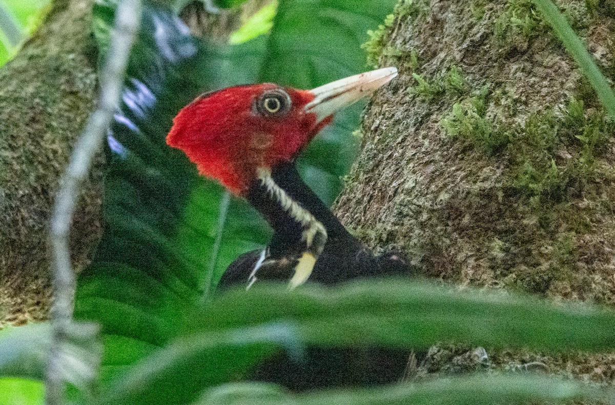 Pale-billed Woodpecker - ML614745431