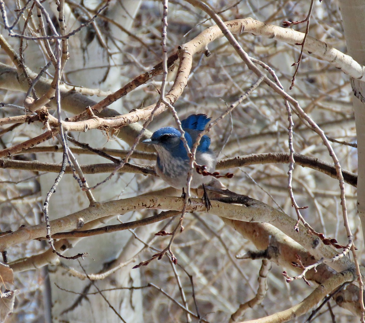 Ebird Checklist Feb Sylvan Lake Sp Headquarters Species